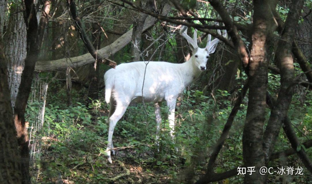 图为一只白化麋鹿,图源:https/www.buffalorising.