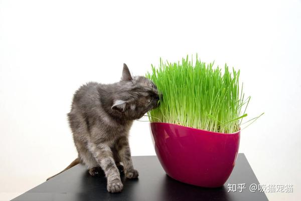 猫咪吃青草,除了"化毛"之外,还有这两个好处!