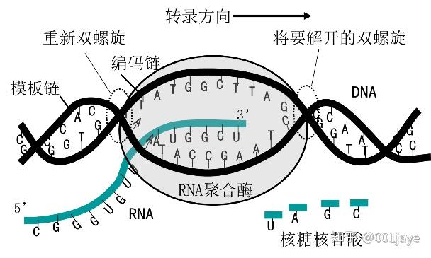 原核细胞的rna聚合酶是否与dna的双螺旋重新形成有关