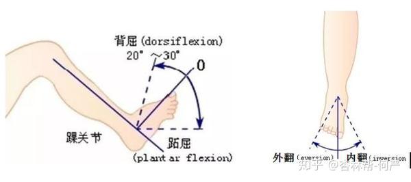 受伤时踝关节的位置与骨折类型密切相关: 跖屈时为胫骨后方骨折块较大