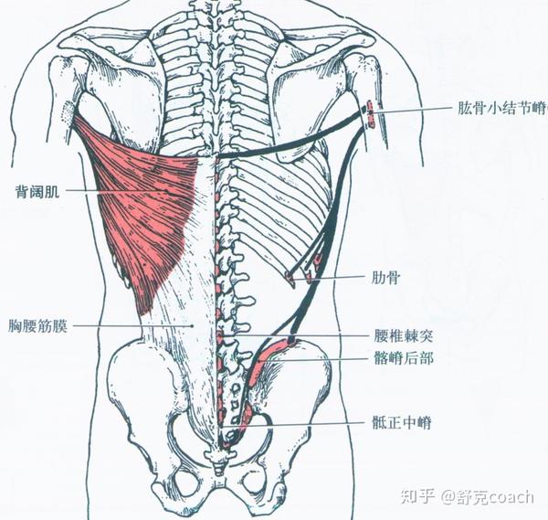 骶正中嵴,髂嵴后部和第10-12肋外面,止于肱骨小结节嵴