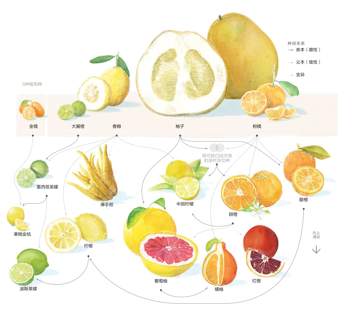 世界村与您分享:柑橘的谱系