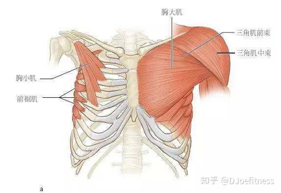 健美最理想的胸部肌肉形状:有趣肌肉绰号之七装甲胸(纯干货)