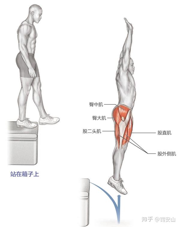 着地时的主要训练肌群:臀大肌,臀中肌,股四头肌,股二头肌,半膜肌,半