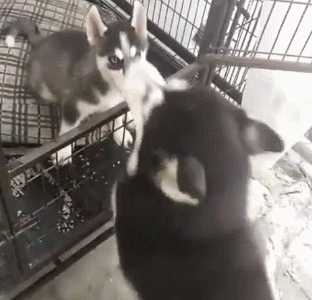 二哈麻麻现场教学如何越狱恨铁不成钢的它突然