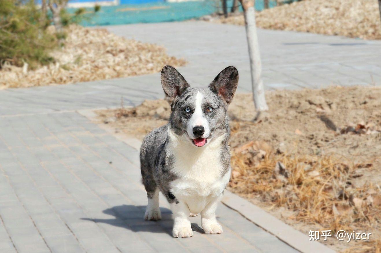 种犬展示-卡迪根威尔士柯基,陨石色公犬,呼名九尾,18月龄,平时可彪悍