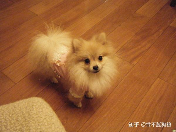 博美犬一生中,最大的6个心愿,你能满足它吗?
