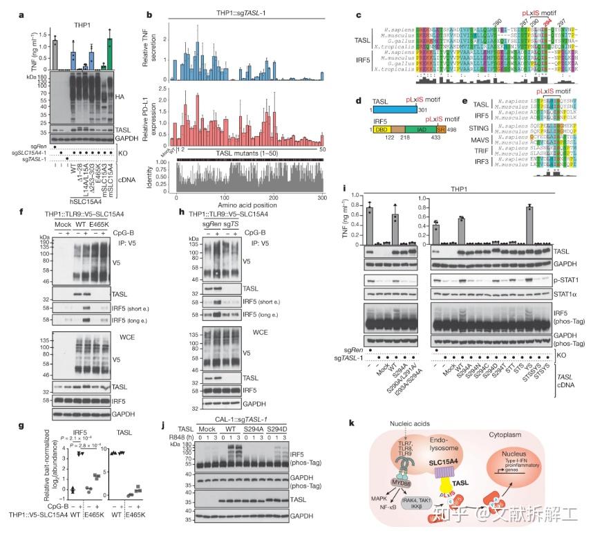 总 结正如其名,tasl作为tlr7,tlr8和tlr9信号通路的下游接头蛋白,通过