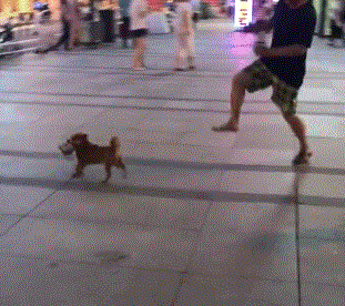 遛狗突然被狗子抢走鞋子,这辈子的脸都丢光在大街上了