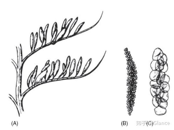 前裸子植物的孢子叶穗和孢子囊(andrews, 1961)