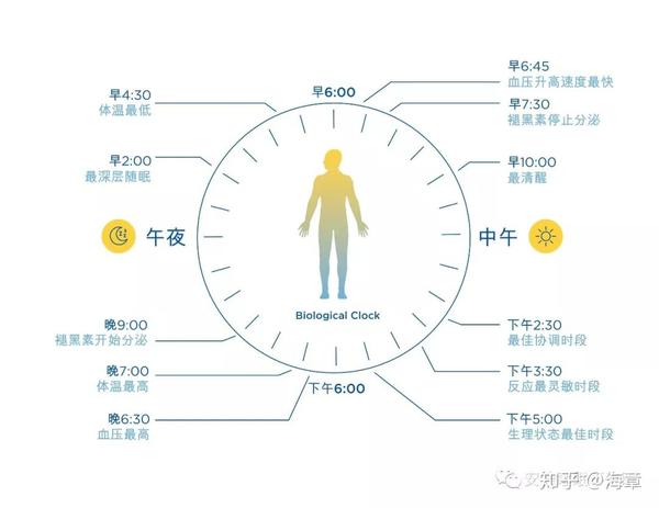 我们大脑中的这一生物钟,24小时调节着我们的多个内部系统,包括睡眠和