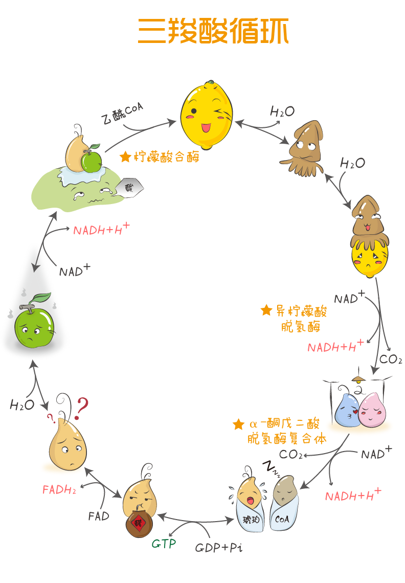 有没有见过这么萌的三羧酸循环?