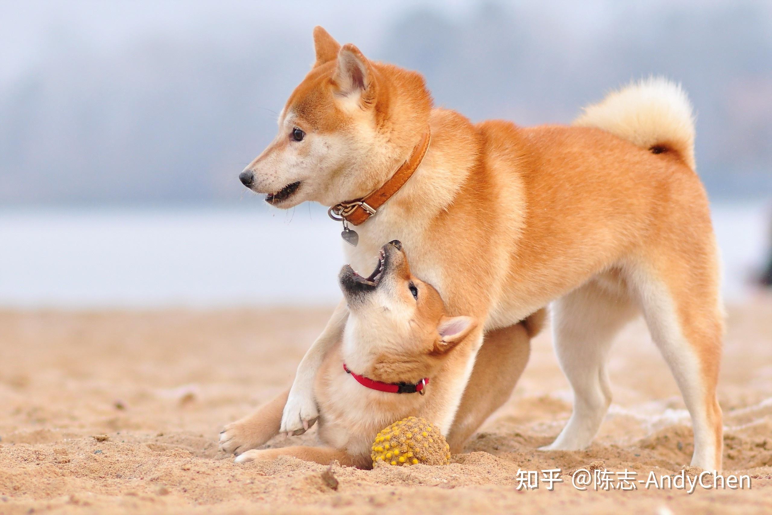 柴犬出售市场有哪些?