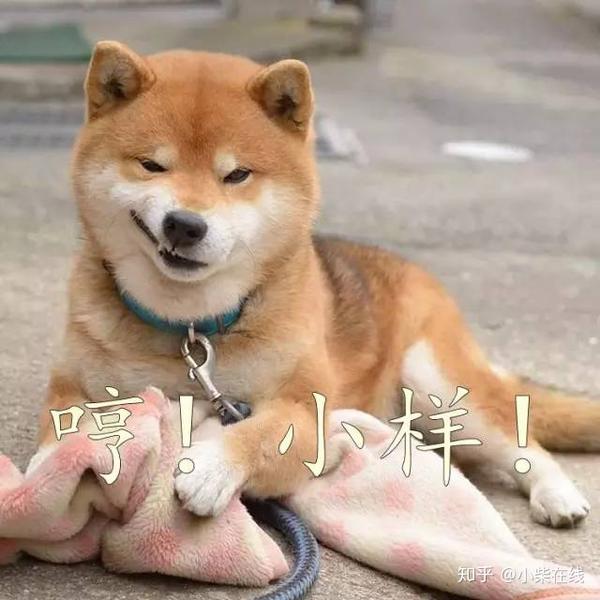 看完柴犬表情包,网友:想养狗