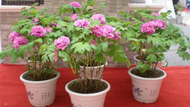盆栽牡丹花的种植方法