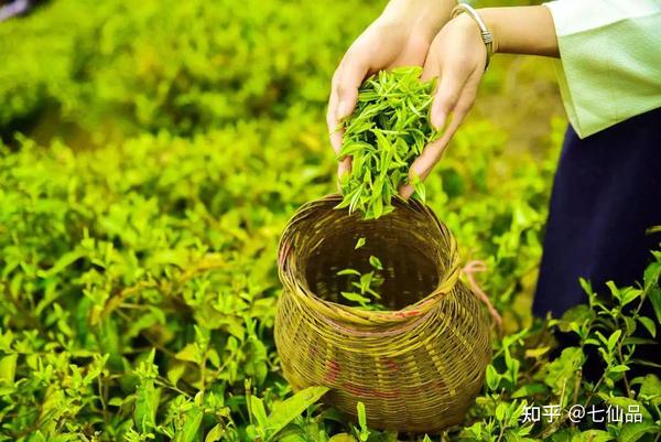 茶香满园游湖北英山茶叶谷