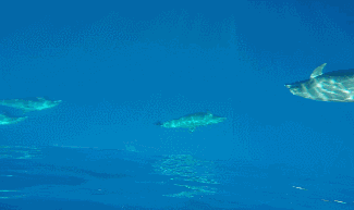 海底耶稣光的照耀下,海豚有着不一样的美