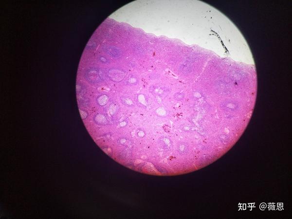 组织学与胚胎学切片观察3