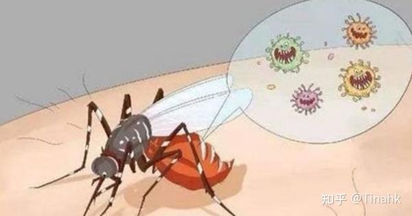 登革热病毒在人与人之间的主要传播方式涉及蚊媒.