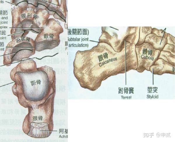 距舟关节为类球窝关节,足舟骨近侧面为深袋状,内容距骨头,可提供部分