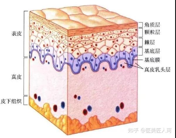 揭密你不知道的神仙抗衰美肤新方式——中胚层疗法