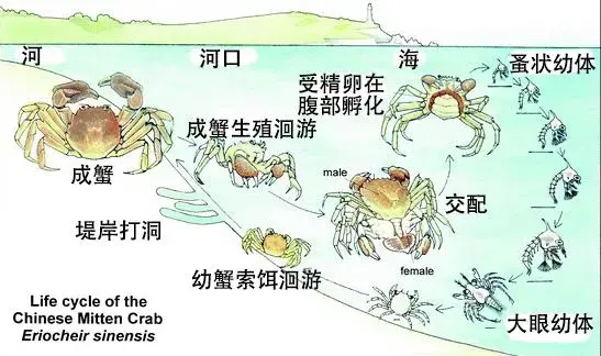 蟹考记(四):蟹的生长,分布(作者:zam)