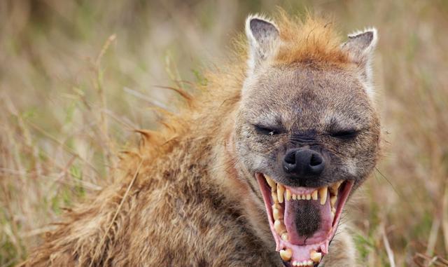 斑点鬣狗在笑什么到底有什么好笑的