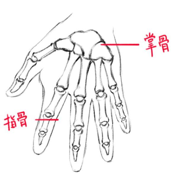 手部的骨骼结构