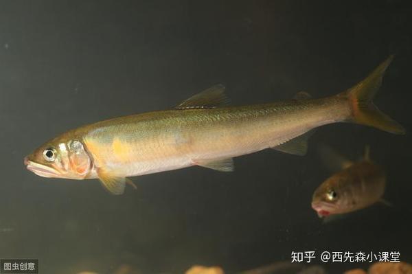 「特种水产」香鱼:名扬四海的"淡水鱼之王"