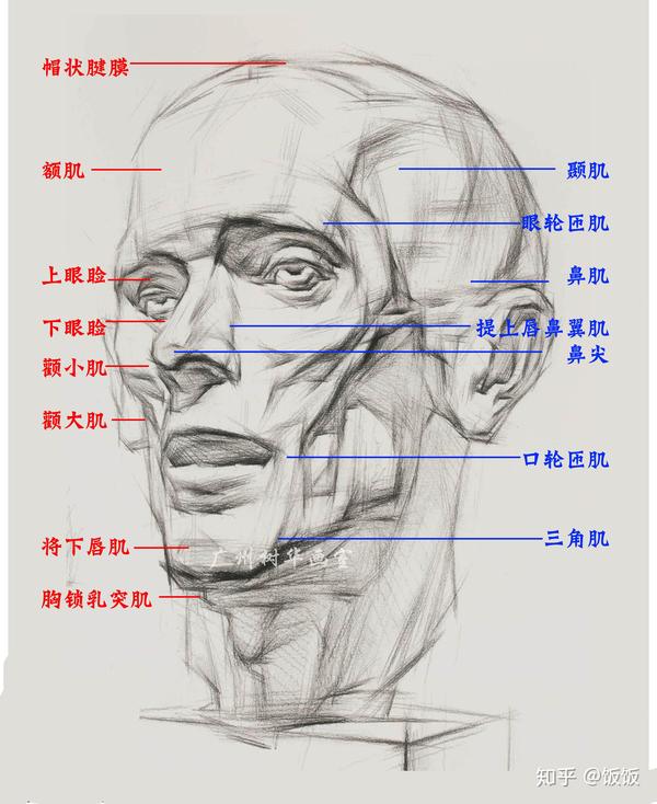 素描绘画头部怎么画?有什么好的方法技巧吗?