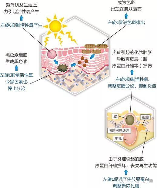 很多女性认为防晒只是 "防晒黑",其实不然,紫外线对我们皮肤的伤害比