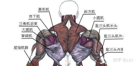 位于背中上部与外侧的其它小肌肉:大圆肌,小圆肌,菱形肌,冈下肌等.