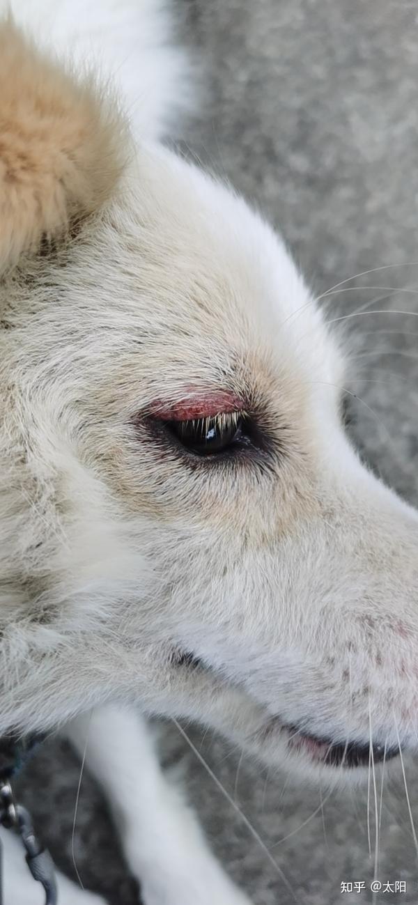 狗狗这种情况是犬瘟热吗