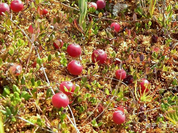 红莓苔子(vaccinium oxycoccos)