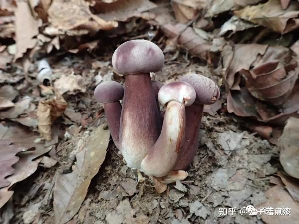 新苦粉孢牛肝菌tylopilus neofelleus /图片来源:flickr.com