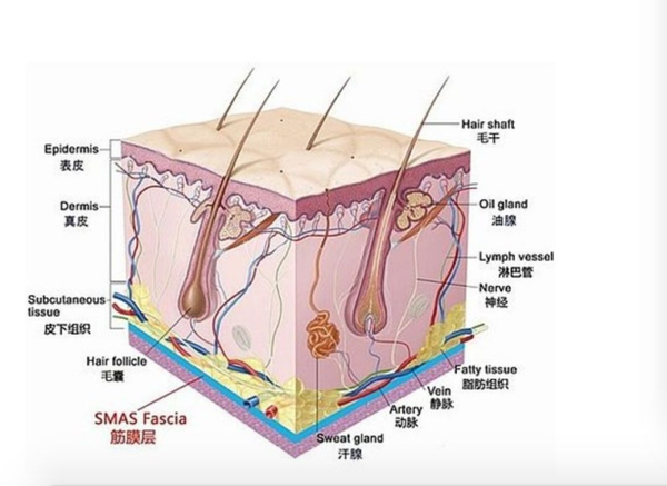 又称浅筋膜,皮下筋膜,浅筋膜是身体几乎所有区域中皮肤的最下层,与