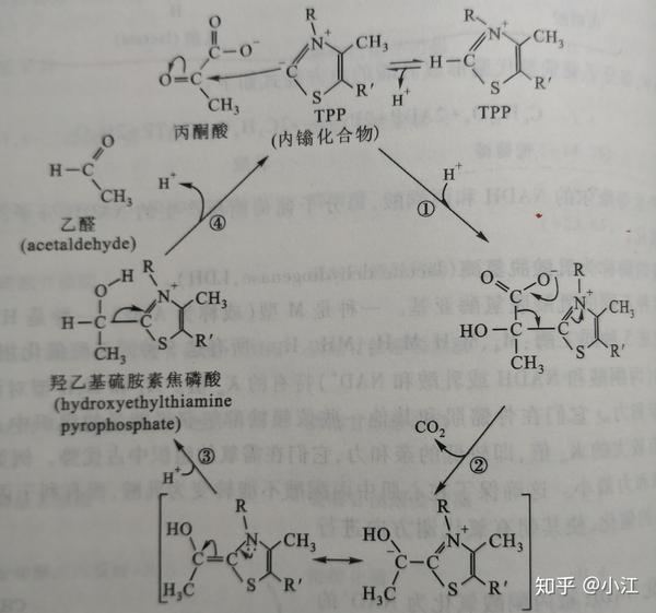 从第5步可以看出h 来自丙酮酸脱氢酶复合体上的fadh2,那么fadh2的两