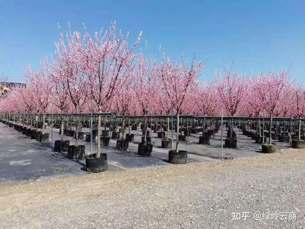 容器苗和假植容器苗的异同你分得清吗