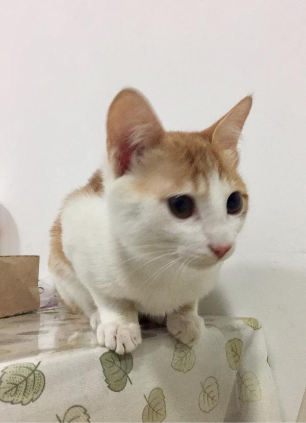 现在呢,充分发挥了橘猫的显性基因,能吃能睡能玩,家里他是老大,全是朕