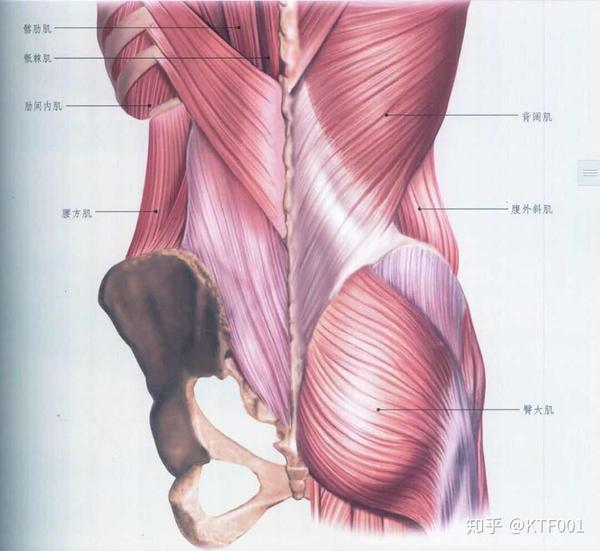 最详细肌肉拉伸教程三腰腹部拉伸