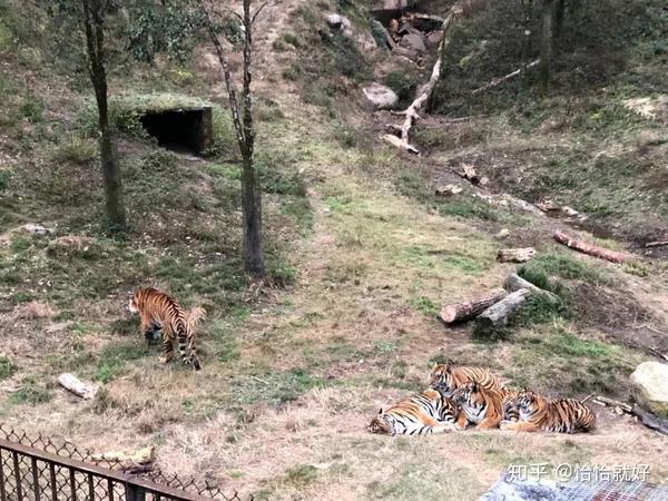 龙岩上杭梅花山的中国虎园