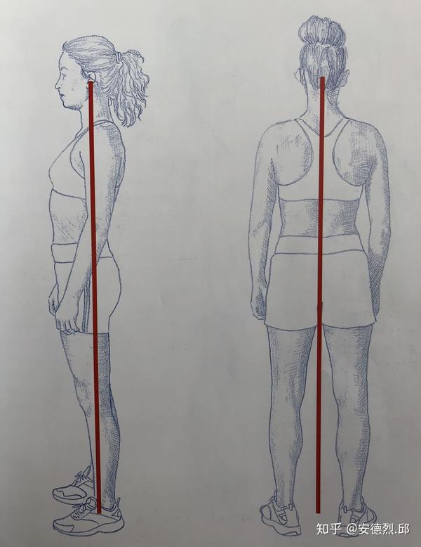 站立时的正常体态是:  从侧面看,耳垂,肩峰,骨盆高点,膝盖和腿踝在中
