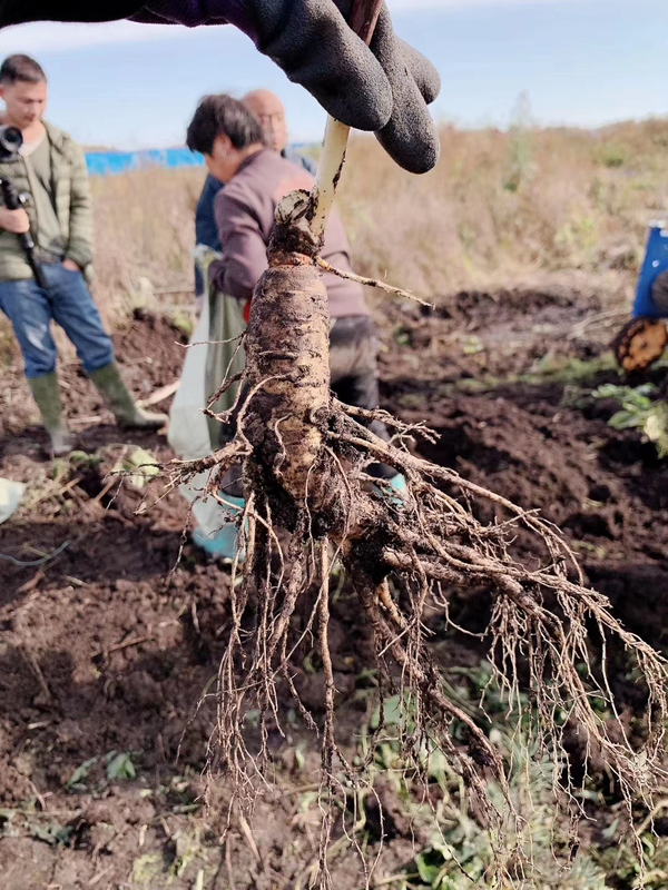 中草集长白山人参种植基地--新鲜出土的人参,在地下4年的黑暗时光