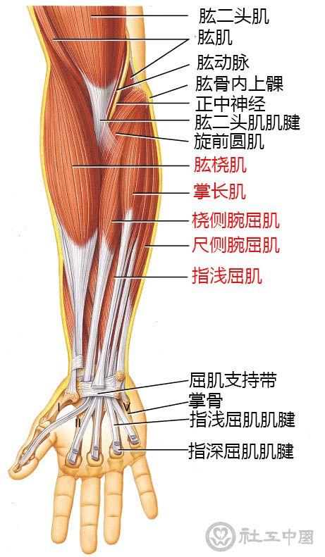 我健身三年了,肌肉水平还行,俯卧撑大概五十个左右,但是手腕非常细,还