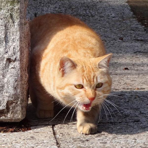 流浪的橘猫,凭实力长胖!