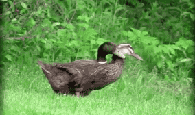 但是鸭子们的丁丁至少有 20 厘米.