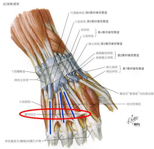 指屈肌腱将前臂屈肌与指骨联系起来,其功能是屈指.
