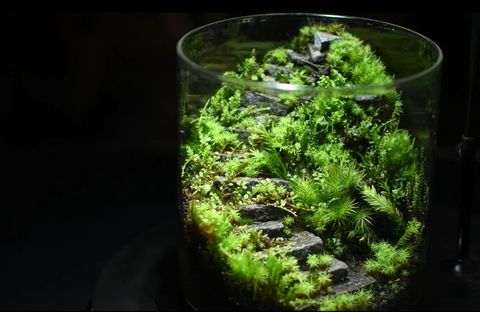 苔藓生态缸,肆意生长的苔藓本身就是一种迷人景致