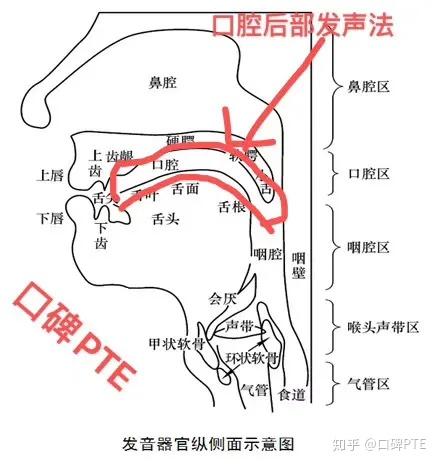 口腔后部发声