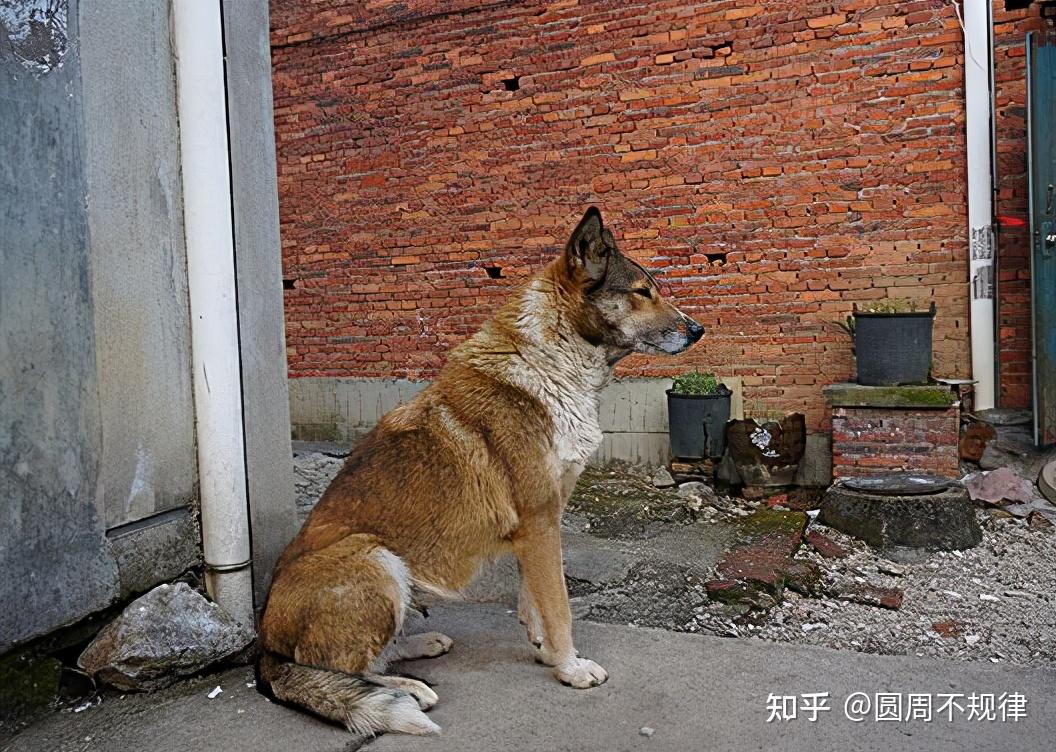 这6种狗狗看门资质都不错其中你最看好谁